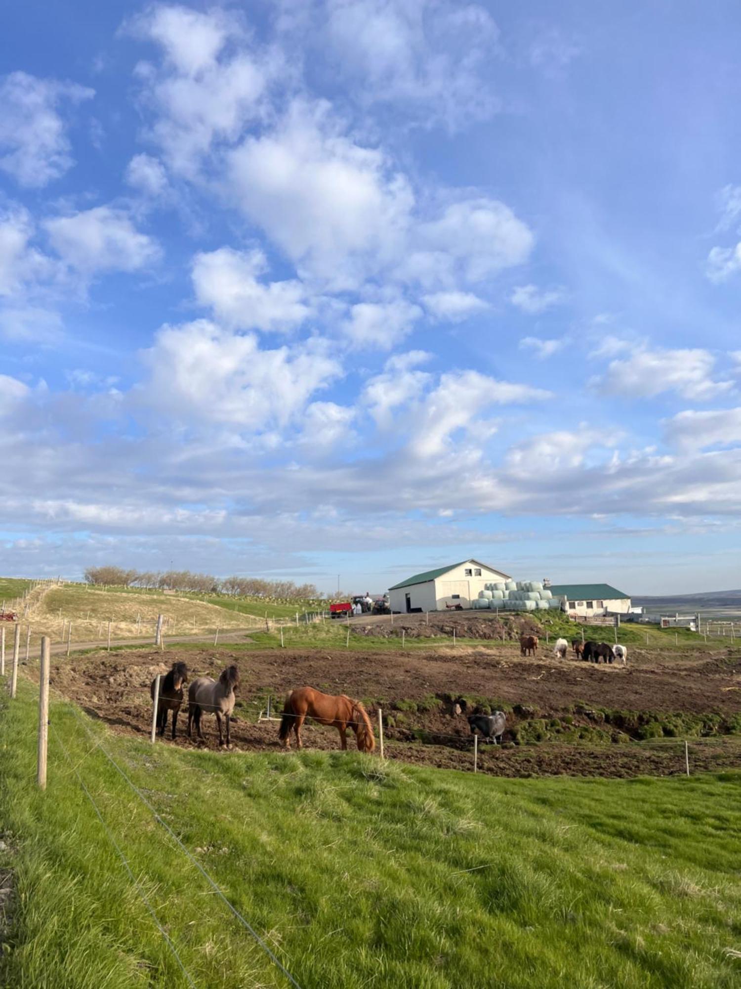 Stora-Asgeirsa Horse Farm Stay Vithigerthi ภายนอก รูปภาพ