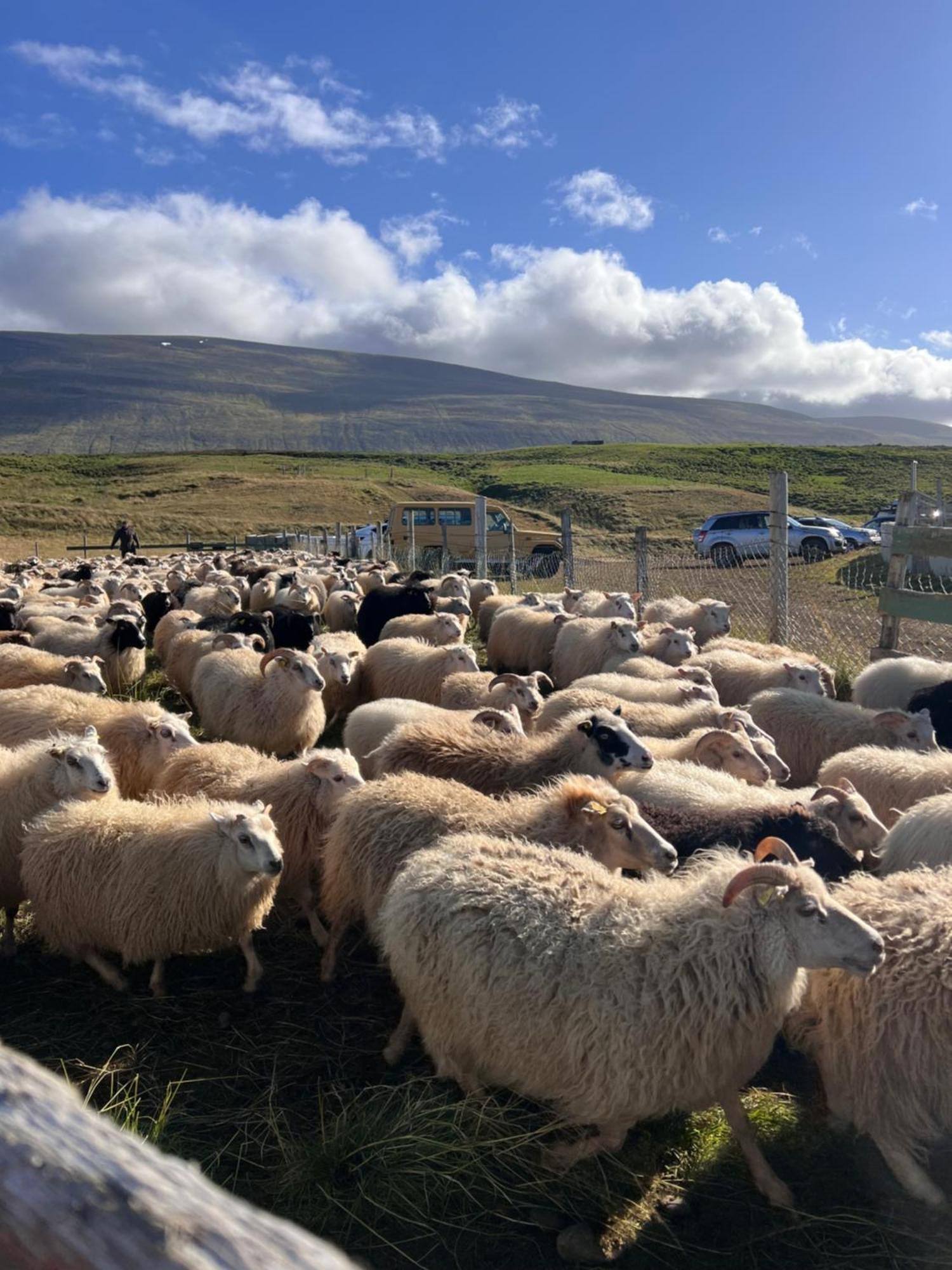 Stora-Asgeirsa Horse Farm Stay Vithigerthi ภายนอก รูปภาพ